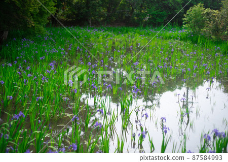 Photographed the iris of Ota Shrine, Shigeru Kamiga, Kita-ku, Kyoto 87584993