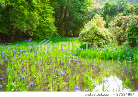 Photographed the iris of Ota Shrine, Shigeru Kamiga, Kita-ku, Kyoto 87584994