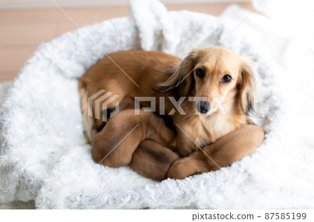 Parent-child dachshund puppy Kaninhen dachshund 87585199