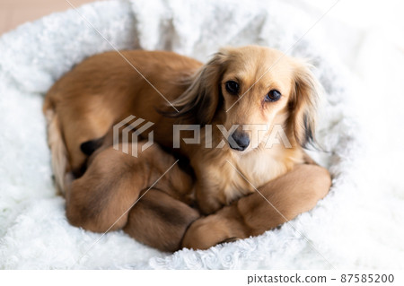 Parent-child dachshund puppy Kaninhen dachshund 87585200