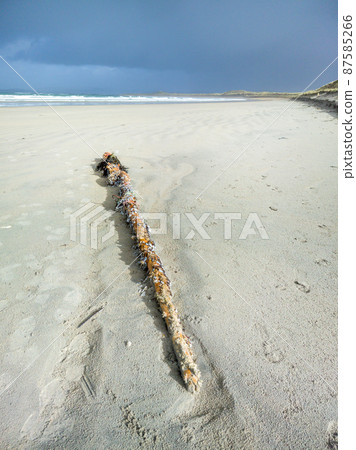 Goose barnacles, stalked barnacles, gooseneck barnacles on wooden post on beach in Ireland 87585266