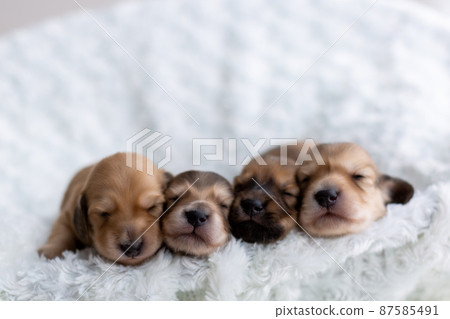 Puppy Kaninhen Dachshund 87585491