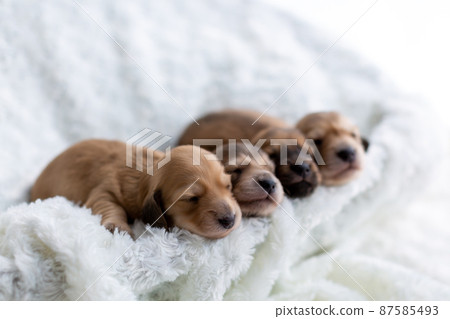 Puppy Kaninhen Dachshund 87585493