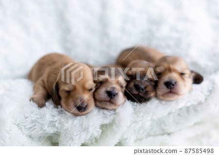 Puppy Kaninhen Dachshund Puppy Kaninhen Dachshund 87585498