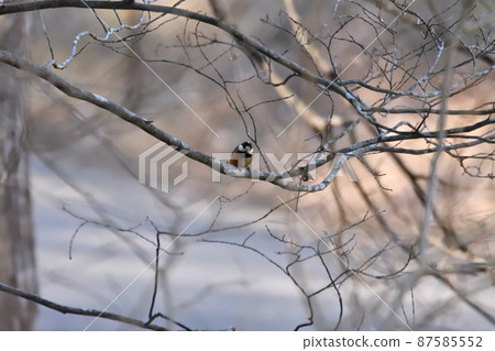 Yamagara Yamagara 87585552