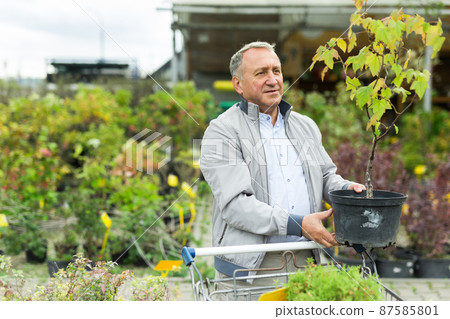 Middle aged man shopping in garden center Middle aged man shopping in garden center 87585801