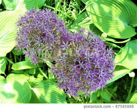 Flowers blooming in spring, lilac allium, Christophe Flowers blooming in spring, lilac allium, Christophe 87585888