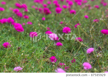 Pink Portulaca grandiflora on the ground Pink Portulaca grandiflora on the ground 87585929
