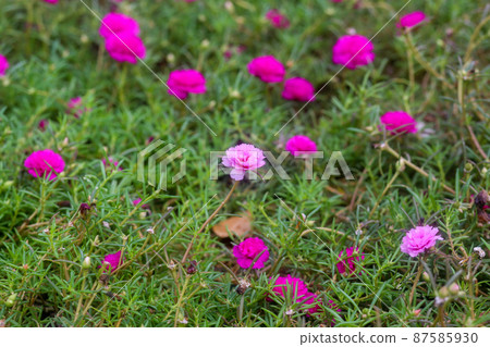 Pink Portulaca grandiflora on the ground Pink Portulaca grandiflora on the ground 87585930