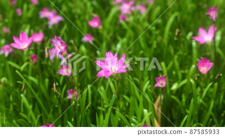 Closeup of Zephyranthes Grandiflora or rain lily blooming on the ground 87585933