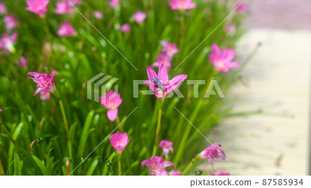 Closeup of Zephyranthes Grandiflora or rain lily blooming on the ground 87585934