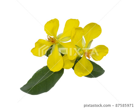 Close up Yellow flower of Micky mouse flower on white background. Close up Yellow flower of Micky mouse flower on white background. 87585971