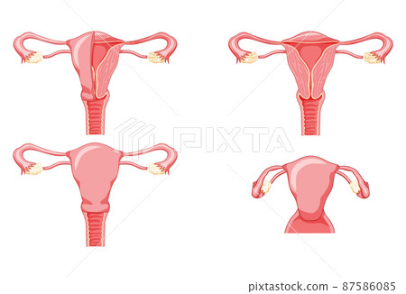 Set of Female reproductive system uterus in different styles and cross sections. Front view in a cut. Human anatomy Set of Female reproductive system uterus in different styles and cross sections. Front view in a cut. Human anatomy 87586085