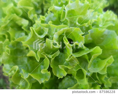 Leaves of fresh green salad on a sunny day Leaves of fresh green salad on a sunny day 87586228