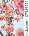 Spring white-eye cherry blossoms Kawazu cherry blossoms 87586229