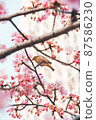 Spring white-eye cherry blossoms Kawazu cherry blossoms 87586230