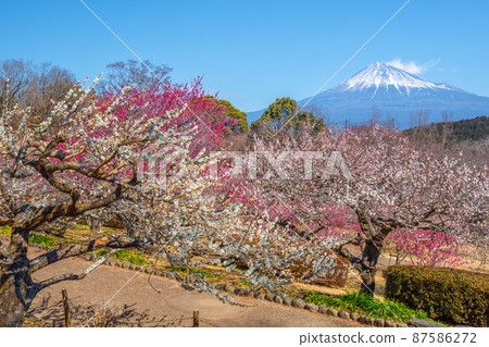 [靜岡縣]富士山梅花岩本山公園 87586272