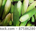 Fresh sweet corns, Gangwondo, South Korea 87586280