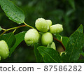 Green fruits of jujube on a tree 87586282
