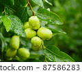 Green fruits of jujube on a tree 87586283