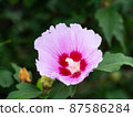 Rose of Sharon Hibiscus syriacus Mugunghwa. 87586284