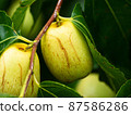 Close up of Fruits of a jujube tree in growing 87586286