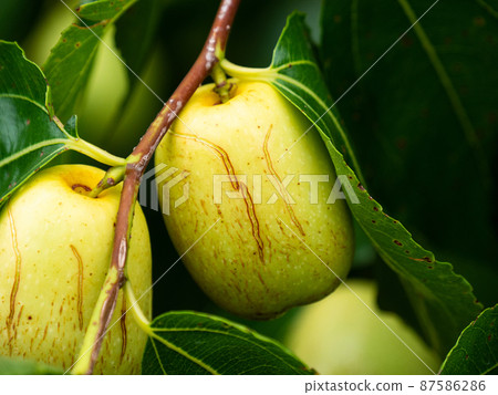 Close up of Fruits of a jujube tree in growing Close up of Fruits of a jujube tree in growing 87586286