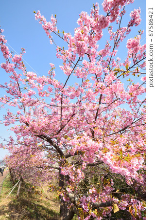 Sakura, Kawazu cherry tree 87586421