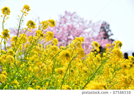 Rape blossoms Rape blossoms 87586538