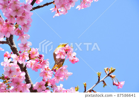 Mejiro和Kawazu櫻桃樹 Mejiro和Kawazu櫻桃樹 87586641
