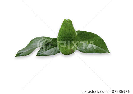 Avocado fruit on white background 87586976