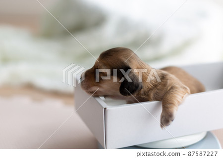 小狗體重測量 Kaninhen Dachshund 小狗體重測量 Kaninhen Dachshund 87587227