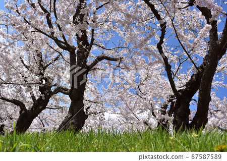 盛開的櫻花樹和草坪 87587589
