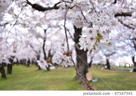 Row of cherry blossom trees and petals Row of cherry blossom trees and petals 87587591