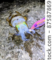 Freshly caught bigfin reef squid, night egging 87587869