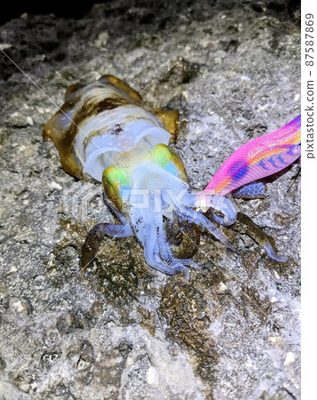 新鮮捕獲的大鰭礁魷魚,夜間產卵 新鮮捕獲的大鰭礁魷魚,夜間產卵 87587869