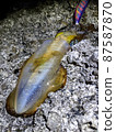 Freshly caught bigfin reef squid, night egging 2 87587870