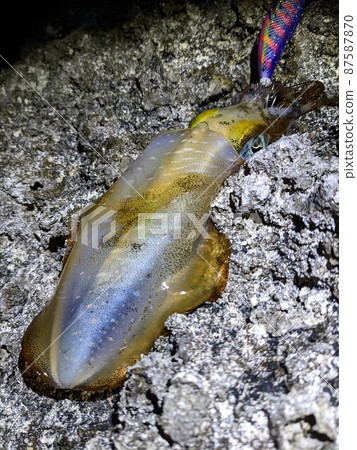 新鮮捕獲的大鰭礁魷魚,夜間產卵 2 新鮮捕獲的大鰭礁魷魚,夜間產卵 2 87587870