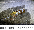 Freshly caught bigfin reef squid, night egging 3 87587872