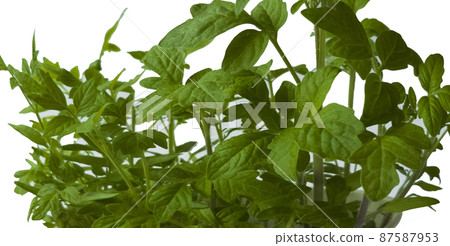 Organic tomato seedling sprouts backgrounds isolated on white. Healthy food, copy space, horizontal, banner, cover mockup, for your design vertical Organic tomato seedling sprouts backgrounds isolated on white. Healthy food, copy space, horizontal, banner, cover mockup, for your design vertical 87587953