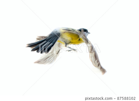Instant photography allows you to see oxeye (Great Tit) of air balancer Instant photography allows you to see oxeye (Great Tit) of air balancer 87588102