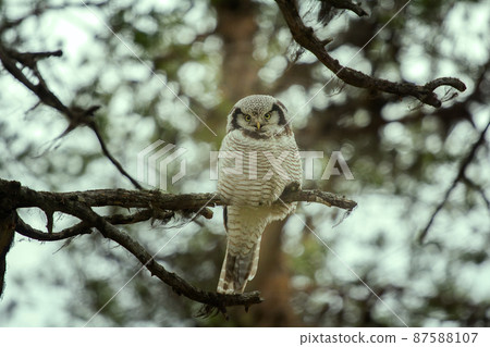 Hawk owl in taiga Hawk owl in taiga 87588107