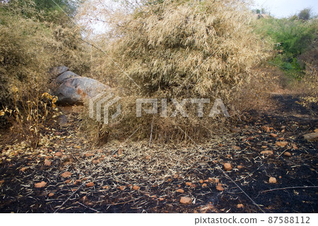 burn with fire ground in wild burn with fire ground in wild 87588112