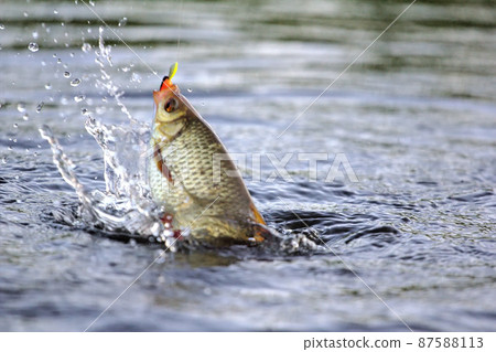 summer lake fishing Rudd fish summer lake fishing Rudd fish 87588113
