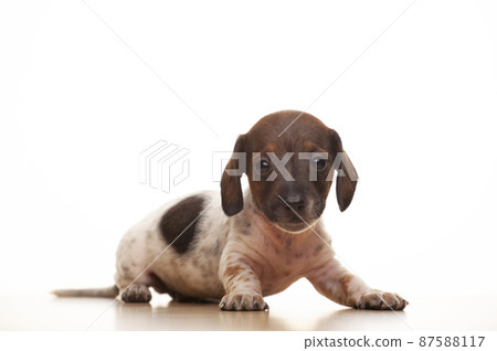 image of dog white background image of dog white background 87588117