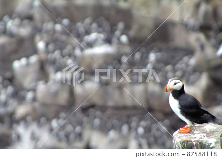 Natural makeup. Bird looks like lady after visiting beauty salon Natural makeup. Bird looks like lady after visiting beauty salon 87588118