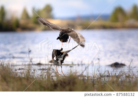 Pugnacious handsome 2. Ruffs fight in swamp. Pugnacious handsome 2. Ruffs fight in swamp. 87588132