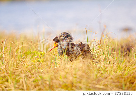 Mating behaviour of ruffs in lek (place of courtship) Mating behaviour of ruffs in lek (place of courtship) 87588133