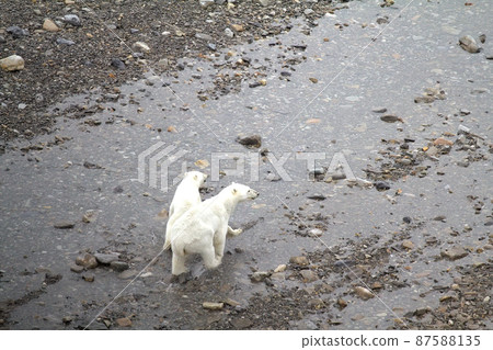 Arctic Polar bear in natural environment Arctic Polar bear in natural environment 87588135