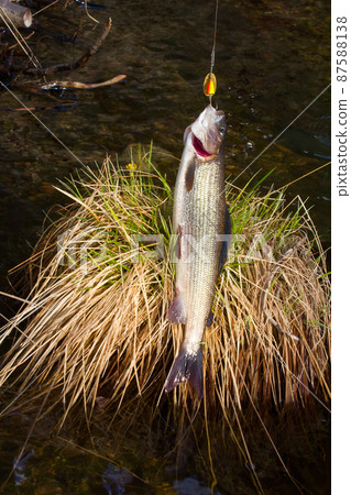grayling fishing Northern fish grayling fishing Northern fish 87588138